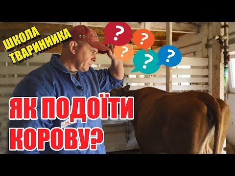 Як правильно доїти корову? Що НЕ можна робити? | Школа тваринника | Куркуль