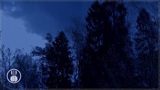 Rain in Forest White Noise. 8 Hours Rainstorm Sounds for Sleeping & Study. screenshot 3