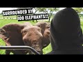 Tarangire African Safari | Tanzania (Elephant paradise)
