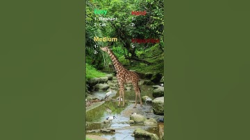 Can you guess all of these 7 animals correct? #animals #animalquiz #quiztime