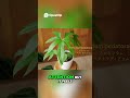 1年以上ぶりの新入り植物｜アンスリウム