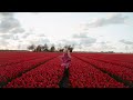 Tulip fields on film / Тюльпановые поля в Нидерландах