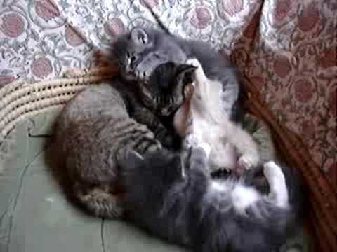 Maine coon kittens met devon rex