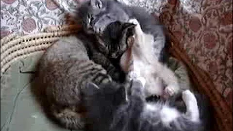 Video 10948451: devon rex kitten, maine coon kitten