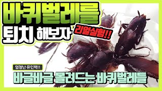[주작X] 거대 바퀴벌레를 퇴치해보자 (진짜 짱크고 징그러워요)