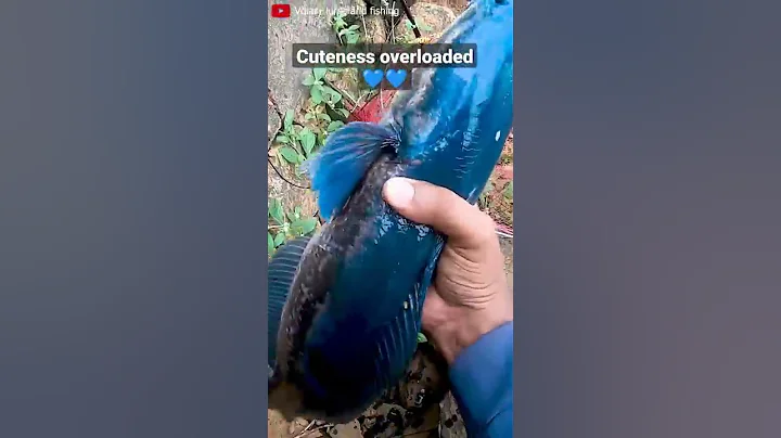 Ever seen this snakehead fish? 😍. #fishing #kerala #snakehead #music #trailer #barramundi #chemballi - DayDayNews