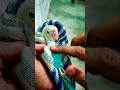 Safe DNA Testing Method for Cute Baby Birds Explained Step by Step 🧬🦜