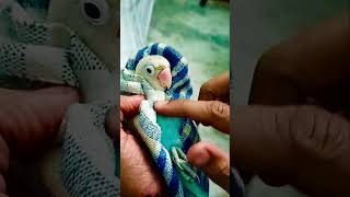 Safe DNA Testing Method for Cute Baby Birds Explained Step by Step 🧬🦜