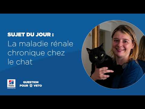 Vidéo: Causes, Signes, Diagnostic Et Traitement Des Maladies Rénales Chez Le Chat