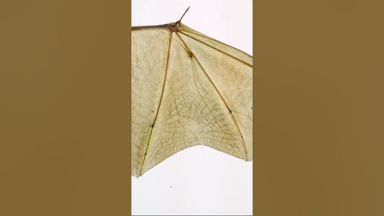 How Do Bats Fly? YouTube