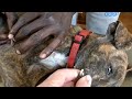 Removing mangoworm in dog  mangoworms removal in dog 68