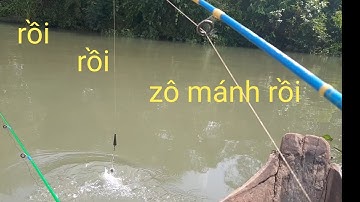 Câu cá dảnh sông tiền,một ngày khai trương cần mới trúng mánh lớn