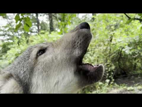 Tiny Gray Wolf Pup Has a Mighty Howl