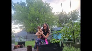 Garden Update Three| June 2023 🍅🫑🥒🥬🥕 by Onnie's Prairie Garden 137 views 11 months ago 12 minutes, 16 seconds