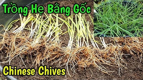 Cách trồng Hẹ bằng gốc trong chậu ăn quanh năm | Grow Chinese Chives