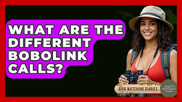 What Are The Different Bobolink Calls? - Bird Watching Diaries