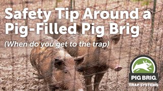 Safety Tips Around a Pig-Filled Pig Brig | Pig Brig Trap Systems