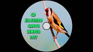 CD Jilguero Cante Limpio 2017 / Carduelis Carduelis 2017