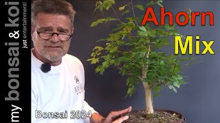 Bonsai 202430  AhornMix  einfach mal wieder Ahorn!