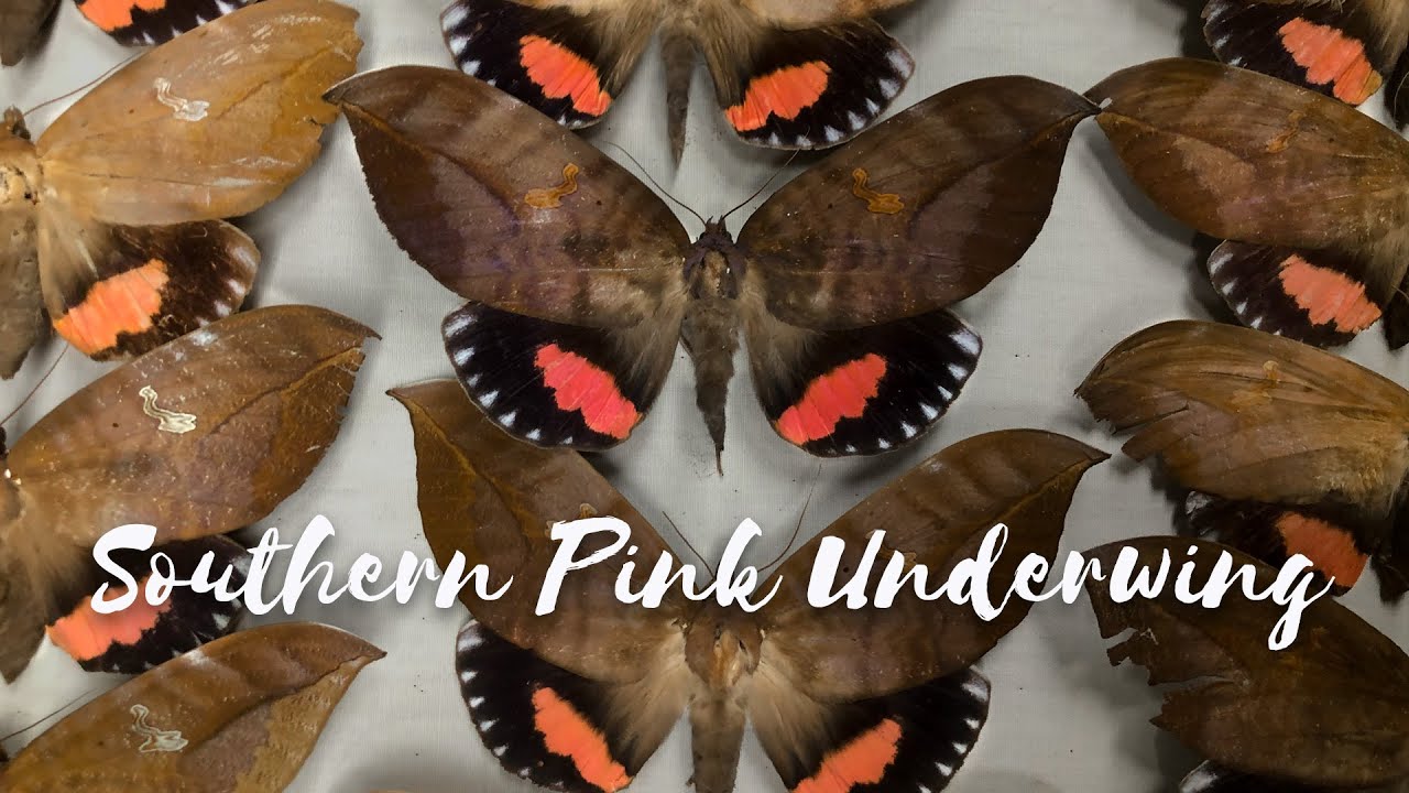 Download Back from the Brink - Season 3 Episode 5 - Southern Pink Underwing