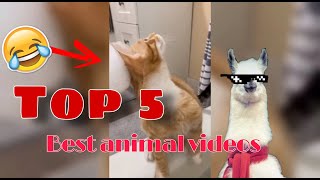 Top 5 Funny animal videos from Reddit💯