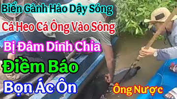 Chuyện Lạ Cá Ông ( Cá Heo ) Bơi Vào Sông Gành Hào Cà Mau Bị Trọng Thương Người Dân Truy Tìm Giải Cứu