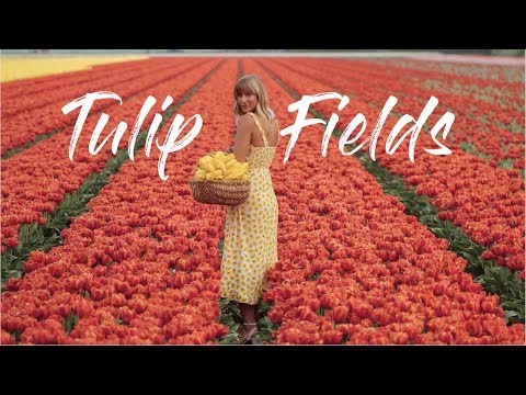 Tulip Fields in the Netherlands // Amsterdam travel vlog