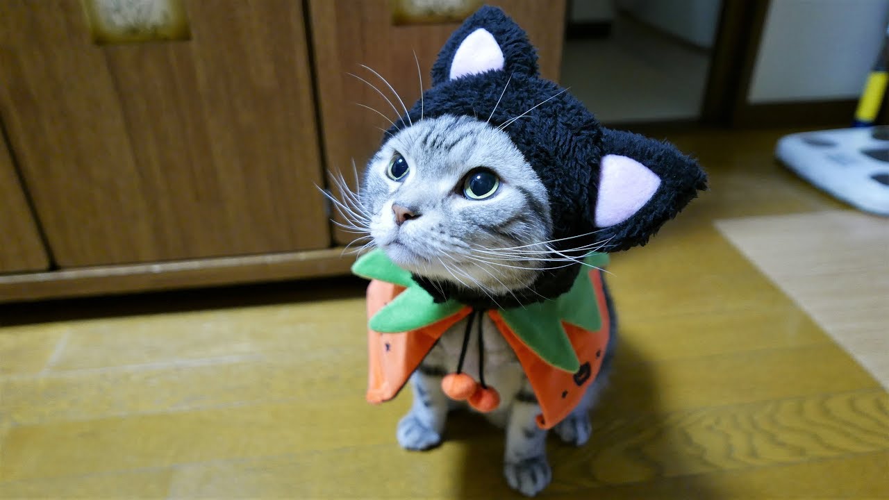 続・ハロウィンコス 可愛い声でおねだりする猫