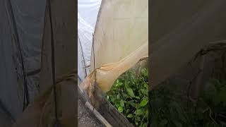 bibit lada sambung malada