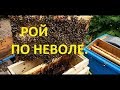 Рой по неволе.