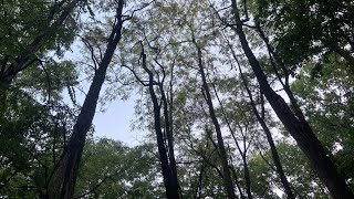 My Morning Bird Diary (Short)