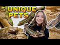 5 Unique Reptiles For BEGINNERS!