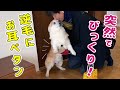 パパが不意打ちで帰ってきた！驚きのあまり逆毛になるコーギー