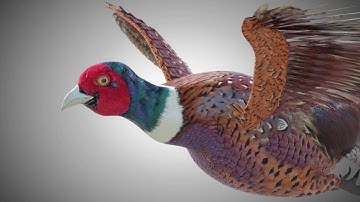 Pheasant bird 3d model