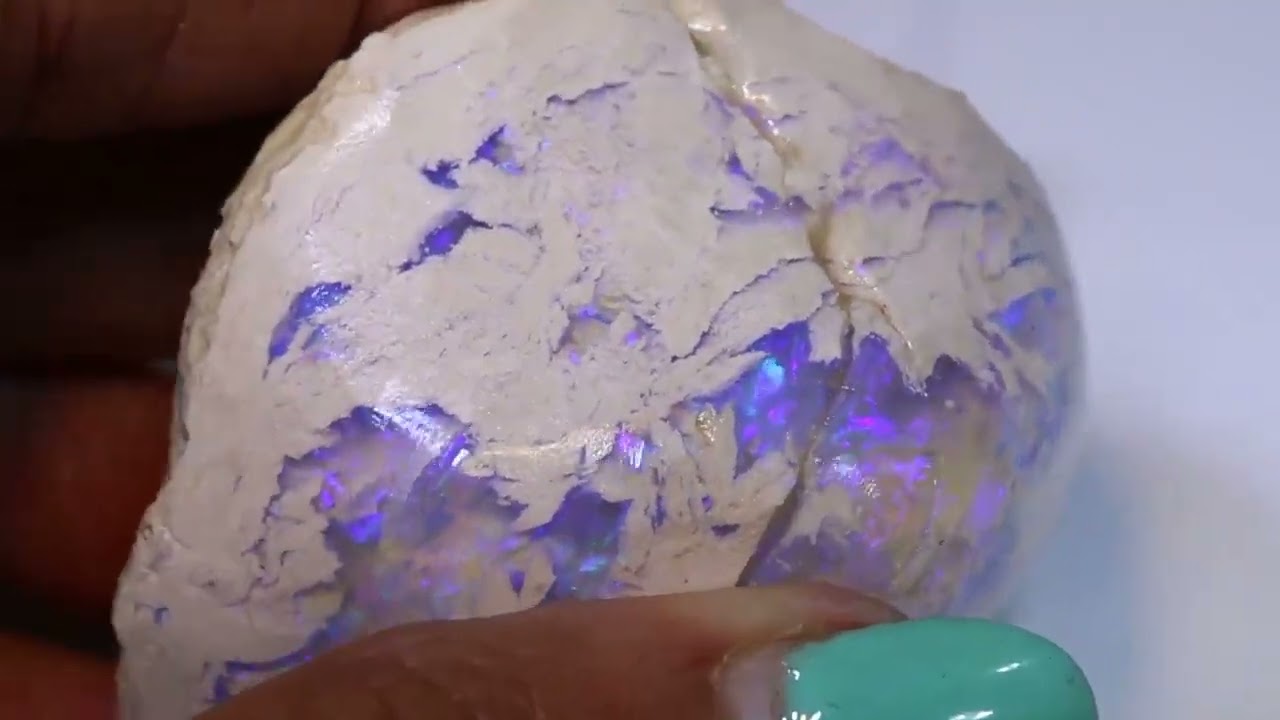 378.20 cts Clam Shell Opalised Fossil FO-1618