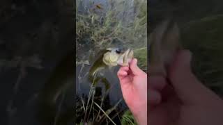 best bass eat?