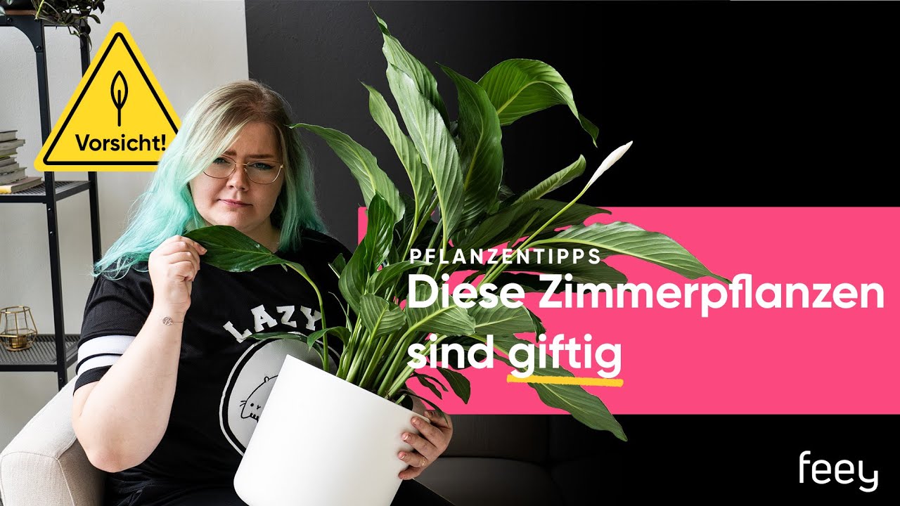 Aufgepasst: Diese Zimmerpflanzen sind giftig