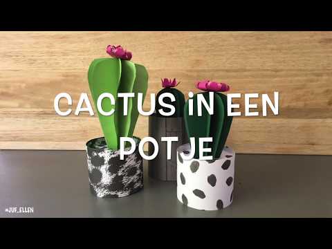 Video: Hoe Kies Je Een Cactus Als Cadeau?