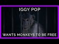 Iggy Pop Gifts His Song ‘Free’ to Help PETA End Cruel Experiments on Monkeys: Exclusive