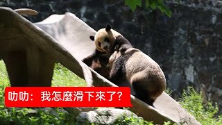 panda LeLe 2024年5月13日，叻叻被青仔拖下滑梯了，你們怎麼連打架都這麼好笑#singapore  #叻叻 #panda