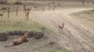 CRAZY WORLD FASTEST ANIMALS FAIL!! Gazelle Take Down Cheetah With Its Horns, Lion Fail Impala