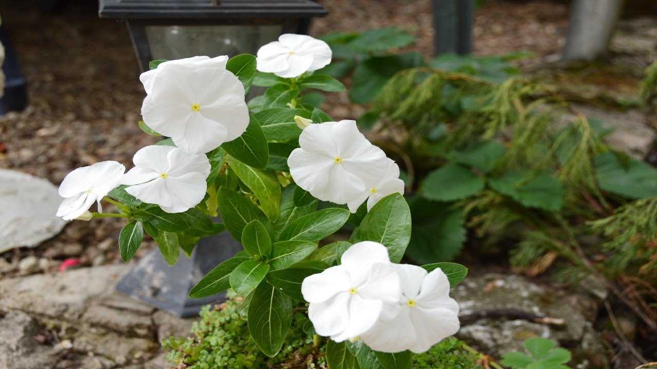 Комнатный цветок катарантус. Цветение. - YouTube