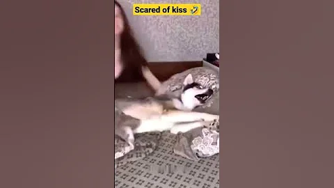 this dog is scared of kiss 😂😂 #shorts #funnyanimals #pets #respect