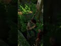Nathan Drake e suas artes.😂 #uncharted #nathandrake #ps4 #shorts #gameplay #games #gaming