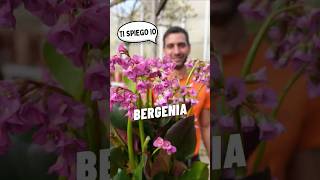 Bergenia: La pianta che non muore MAI! 🌸❄️
