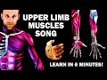 Upper limb muscles song learn in 6 minutes