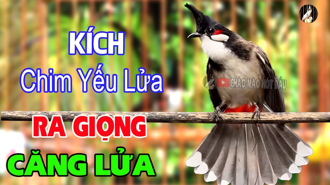 Chào Mào Hót Hay Nhẹ Nhàng – Kích Bổi Căng Lửa Cực Nhanh, Nghe Mau Nổi | chao mao hot