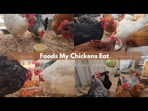 Kitchen scraps i feed my chickens 🍽🐔 - YouTube