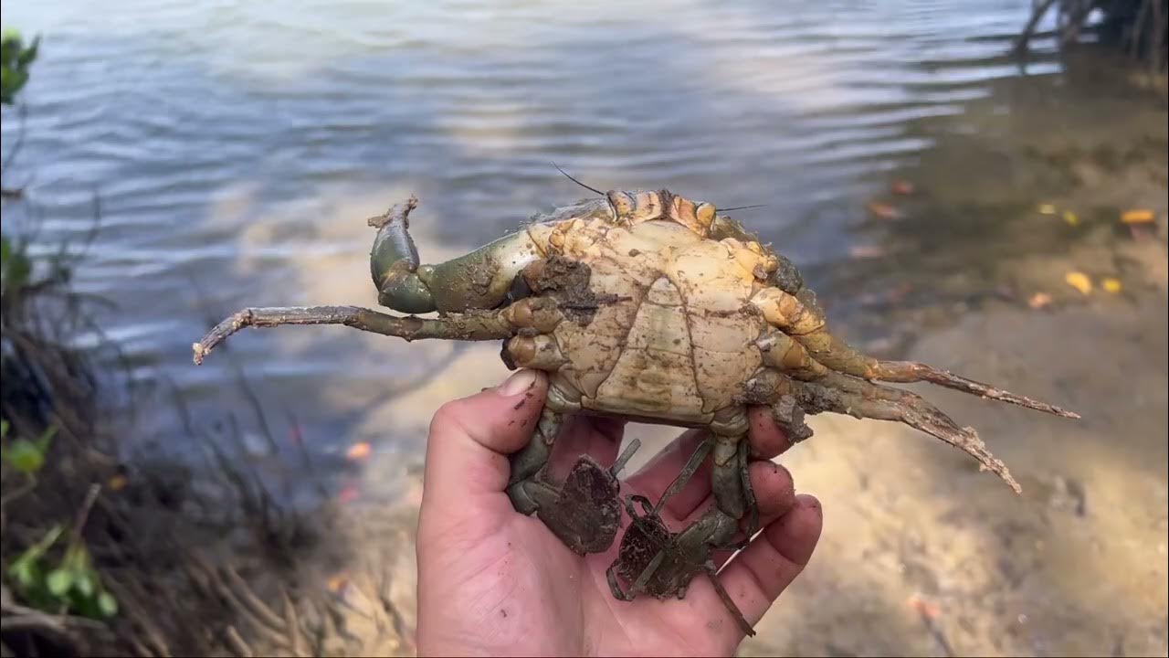 How & where to catch Mud crabs, what bait and other helpful tips YouTube