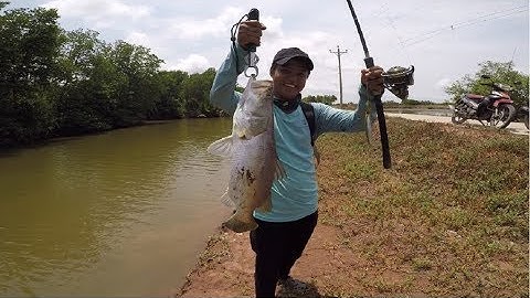 CÂU CÁ CHẼM ( CÁ VƯỢC ) MIỀN TÂY 2019